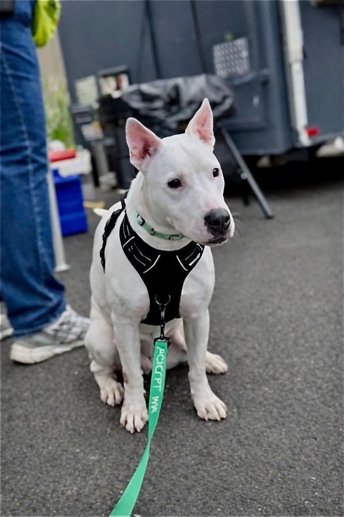 Enlarge Wanda - LOCAL, a Adoptable mixed breed in Princeton, MA image 1/6