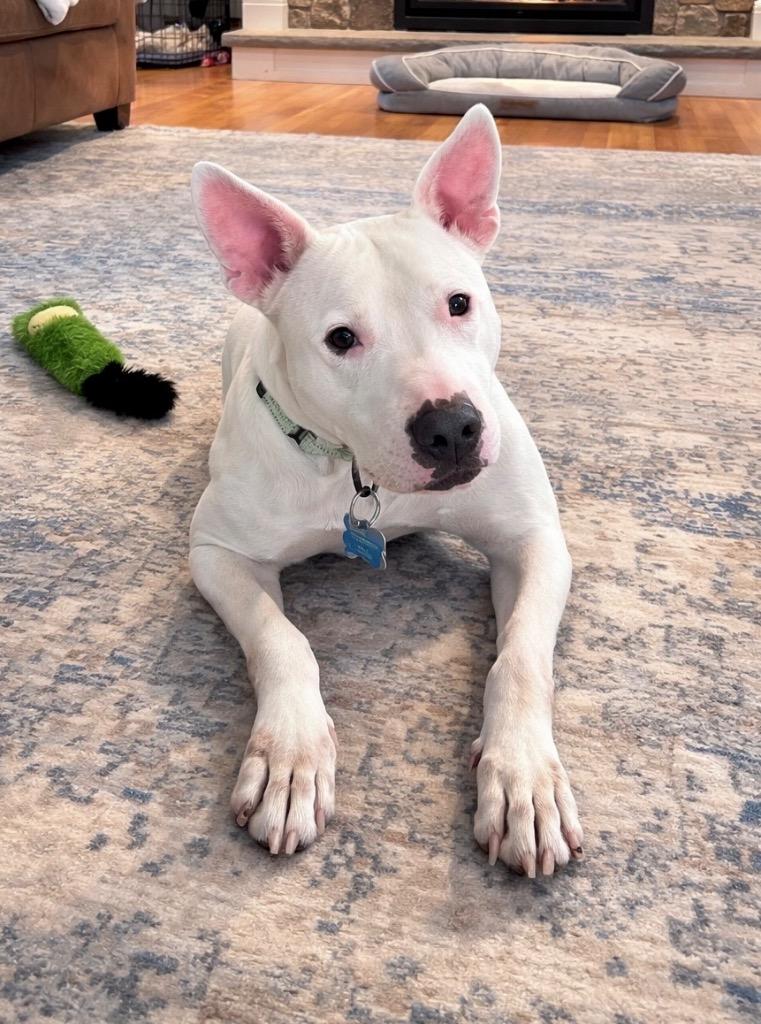 Enlarge Wanda - LOCAL, a Adoptable mixed breed in Princeton, MA image 2/6