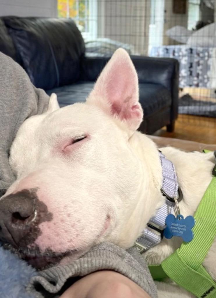 Enlarge Wanda - LOCAL, a Adoptable mixed breed in Princeton, MA image 4/6