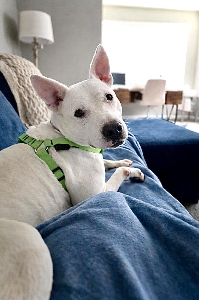 Enlarge Wanda - LOCAL, a Adoptable mixed breed in Princeton, MA image 5/6