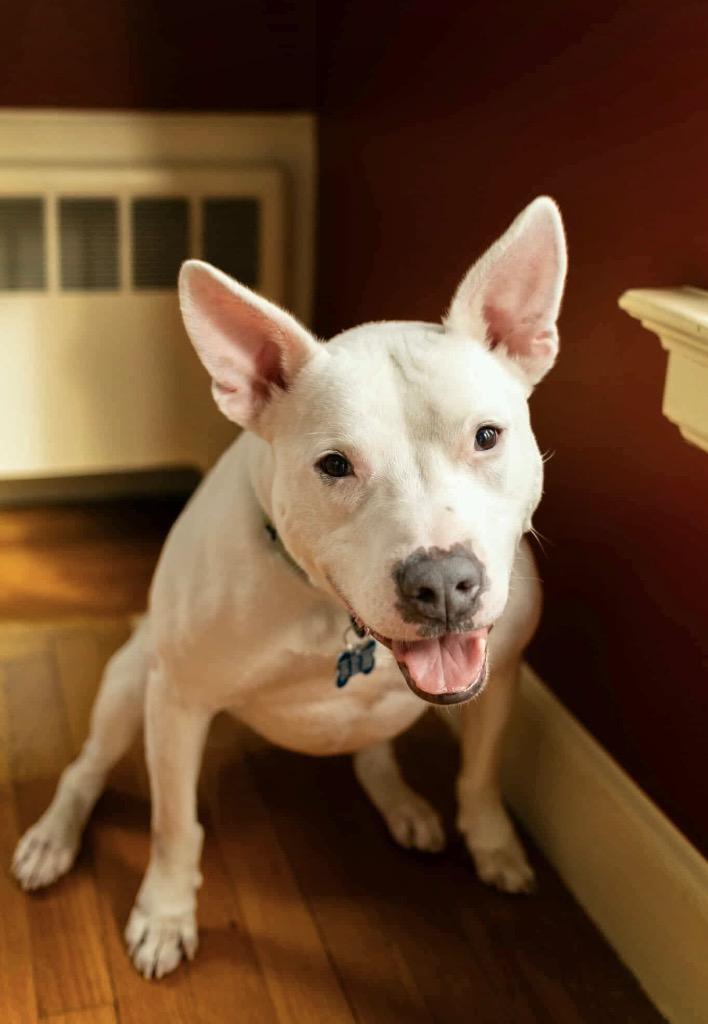 Enlarge Wanda - LOCAL, a Adoptable mixed breed in Princeton, MA image 3/6