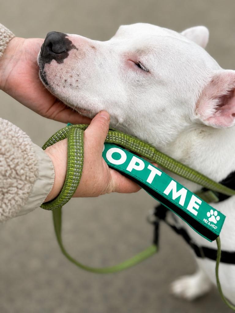 Enlarge Wanda - LOCAL, a Adoptable mixed breed in Princeton, MA image 5/6