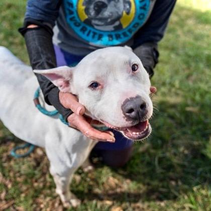 Enlarge Wanda - LOCAL, a Adoptable mixed breed in Princeton, MA image 6/6