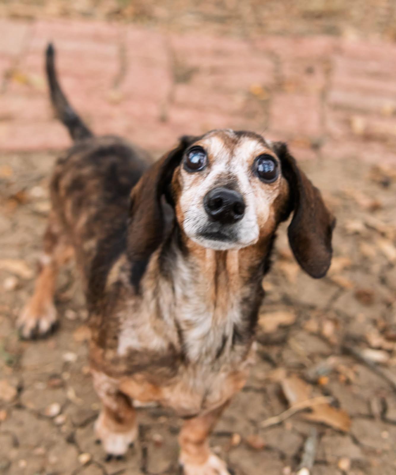 Ducky, adopted, Senior Male Dachshund.