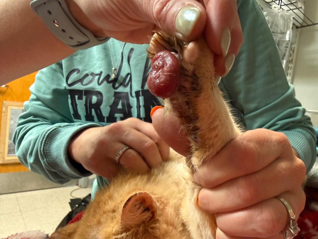 Bravo, Adoptable, Senior Male Domestic Short Hair.