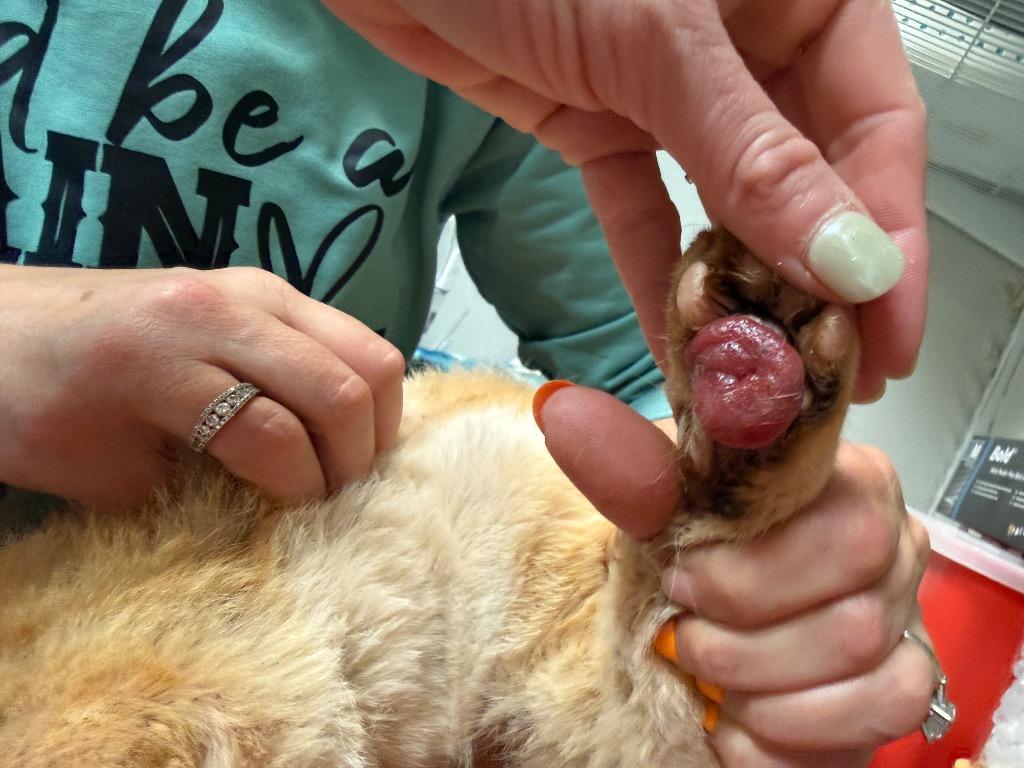 Enlarge Bravo, a Adoptable Domestic Short Hair in Sorrento, LA image 2/5
