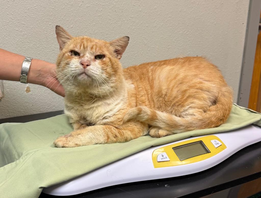 Enlarge Bravo, a Adoptable Domestic Short Hair in Sorrento, LA image 3/5