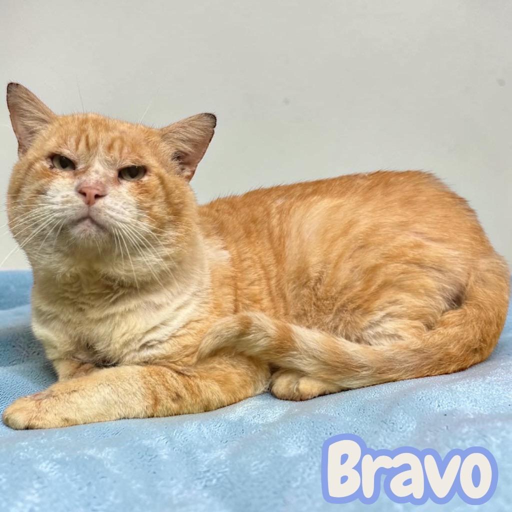 Enlarge Bravo, a Adoptable Domestic Short Hair in Sorrento, LA image 5/5
