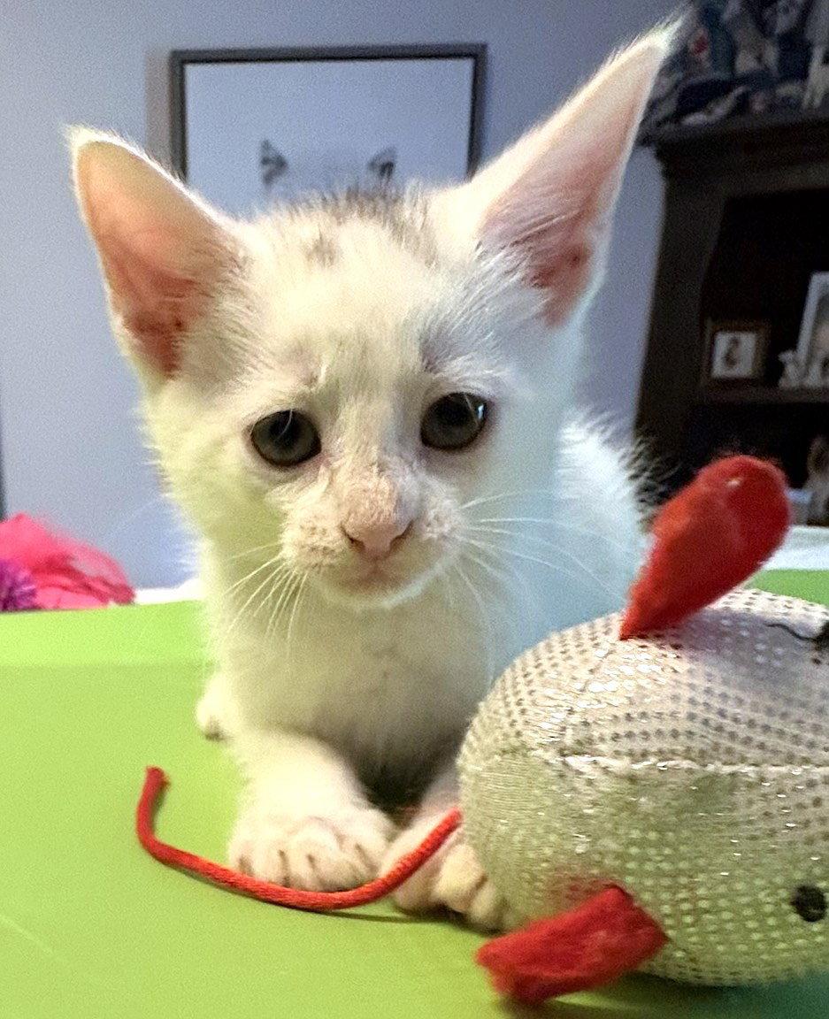 Enlarge Jules, a Adopted Domestic Short Hair in Albemarle, NC image 2/3