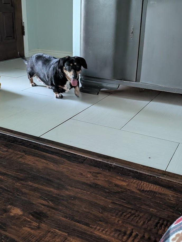 Tali, a Adoptable Dachshund in Bryan, TX image 1/5