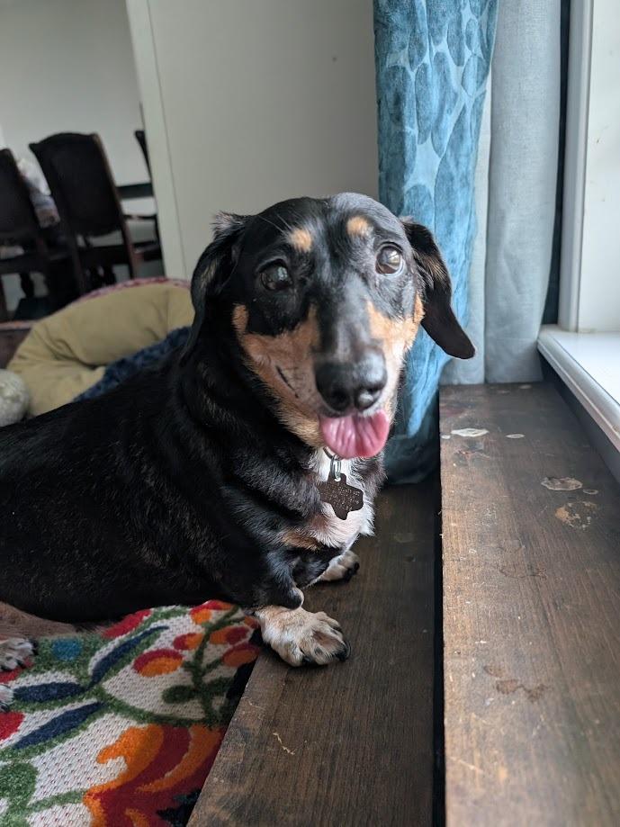 Tali, a Adoptable Dachshund in Bryan, TX image 2/5