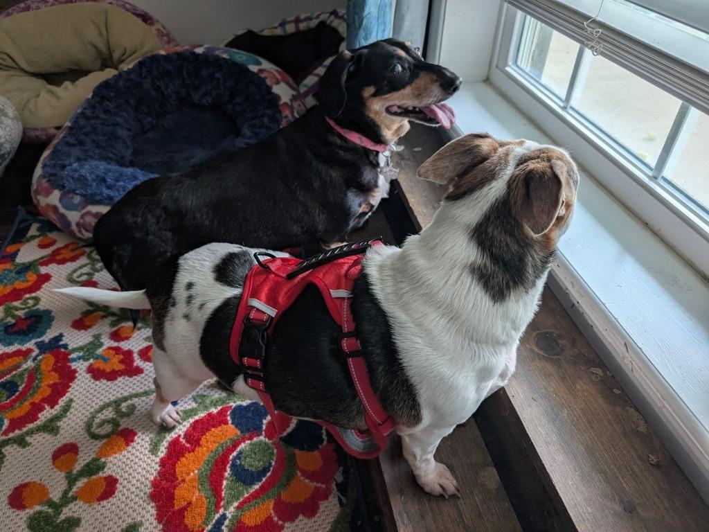 Tali, a Adoptable Dachshund in Bryan, TX image 3/5