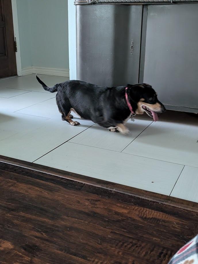 Tali, a Adoptable Dachshund in Bryan, TX image 4/5
