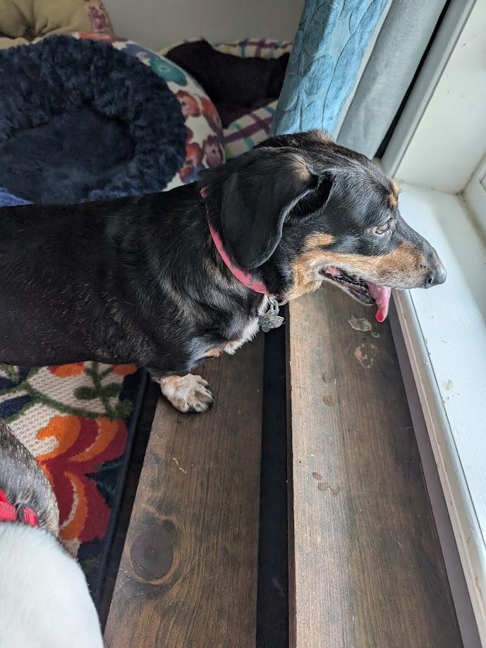 Tali, a Adoptable Dachshund in Bryan, TX image 5/5
