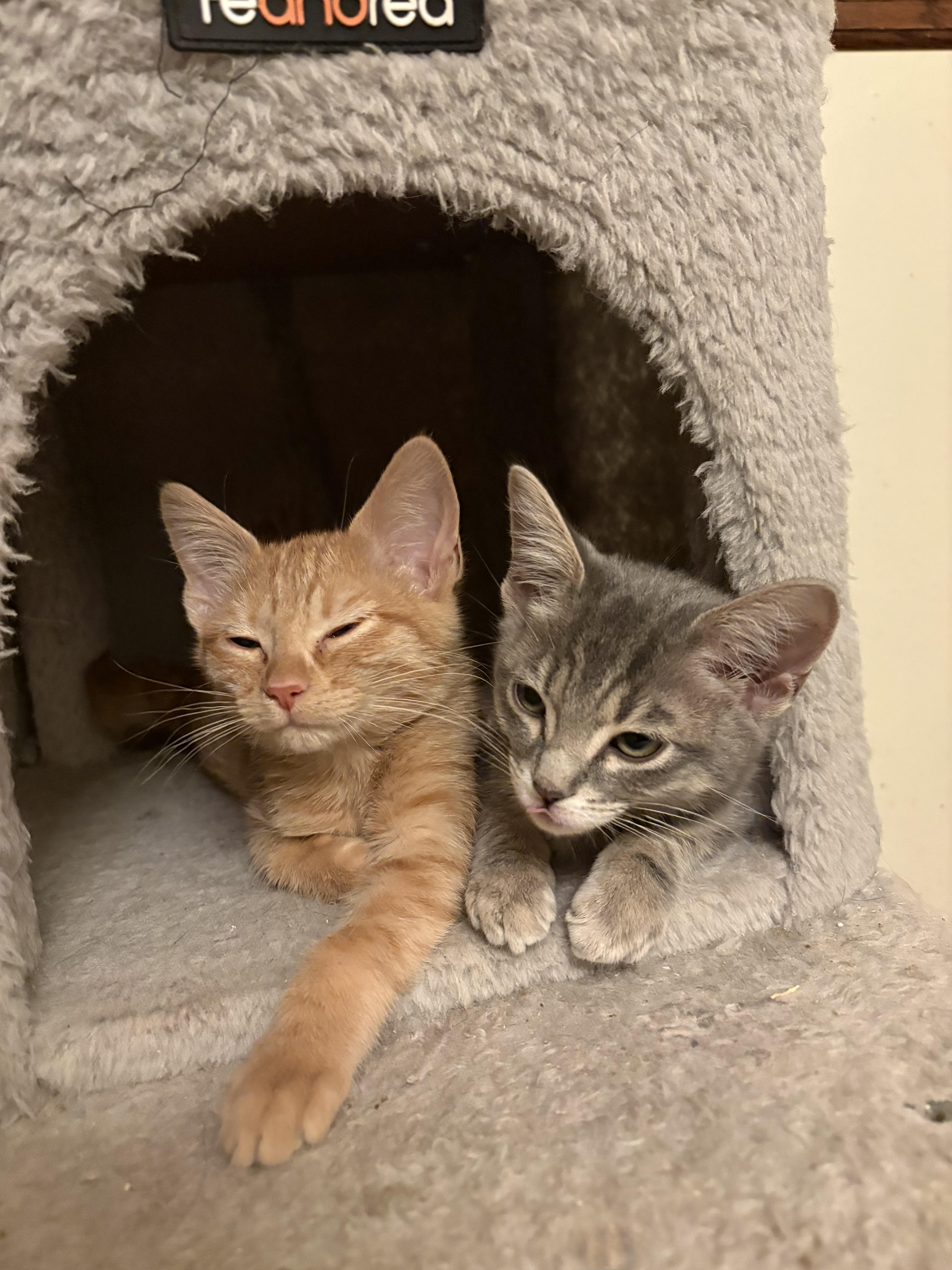 Enlarge Alchemy, a Adopted Domestic Short Hair in Milwaukee, WI image 3/4