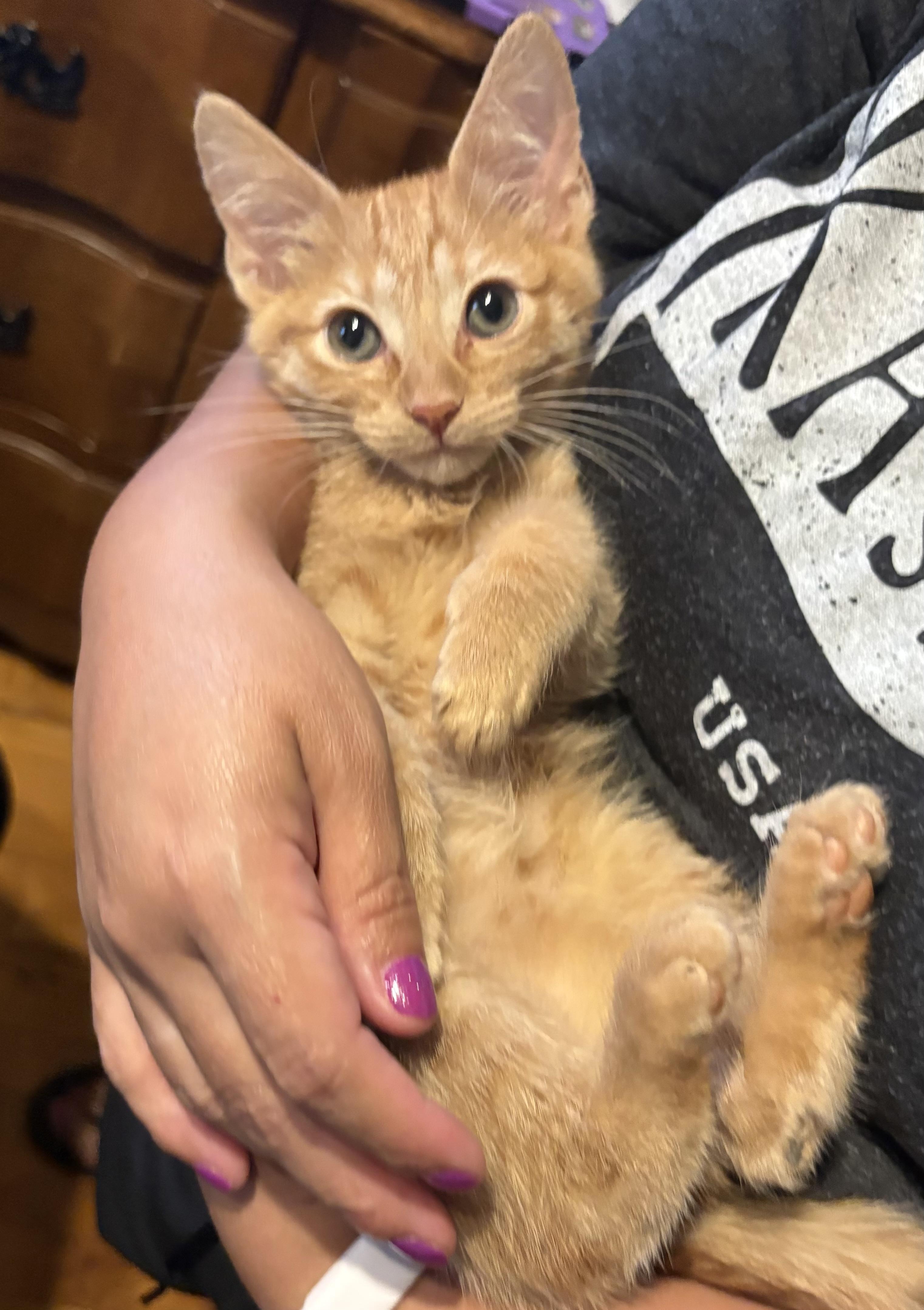 Alchemy, Adopted, Kitten Female Domestic Short Hair.
