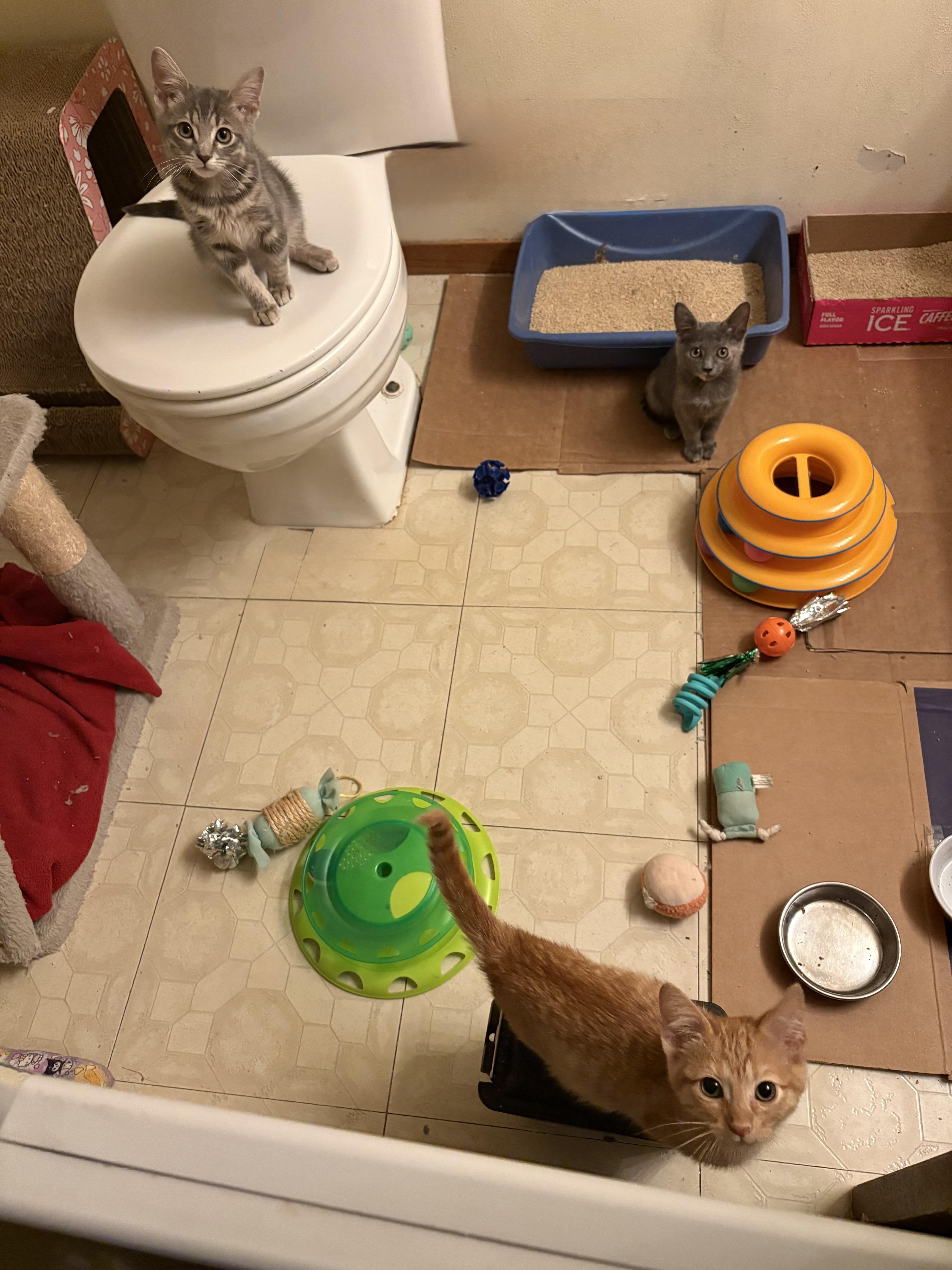 Enlarge Alchemy, a Adopted Domestic Short Hair in Milwaukee, WI image 2/4