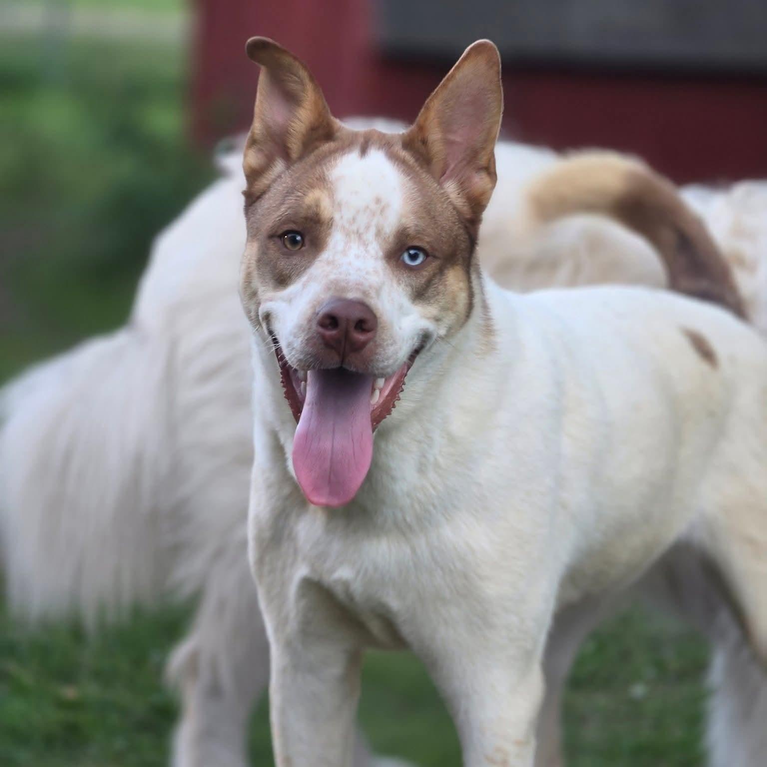 Baxter, ADOPTABLE, Young Male Australian Cattle Dog / Blue Heeler & Husky.