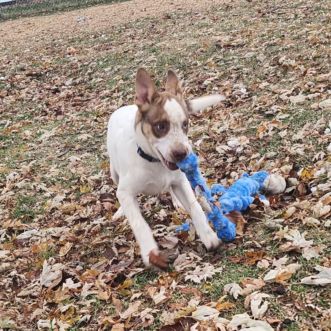 Baxter, a ADOPTABLE mixed breed in East Peoria, IL image 1/5