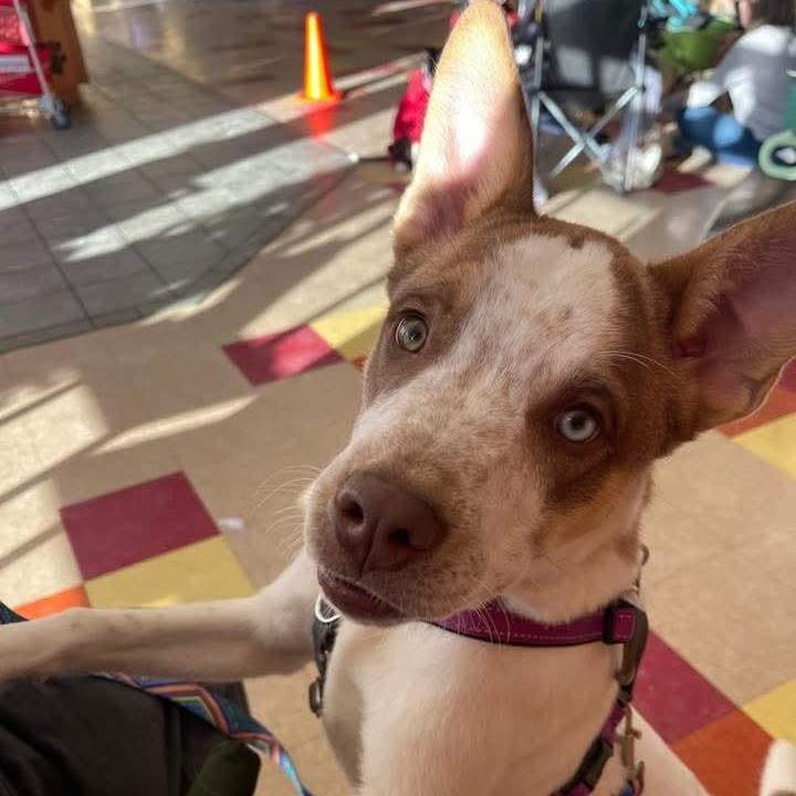 Baxter, a ADOPTABLE mixed breed in East Peoria, IL image 5/5