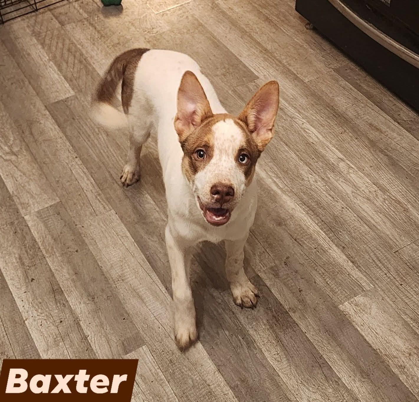 Baxter, a ADOPTABLE mixed breed in East Peoria, IL image 3/5