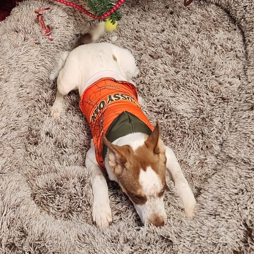 Baxter, a ADOPTABLE mixed breed in East Peoria, IL image 2/5