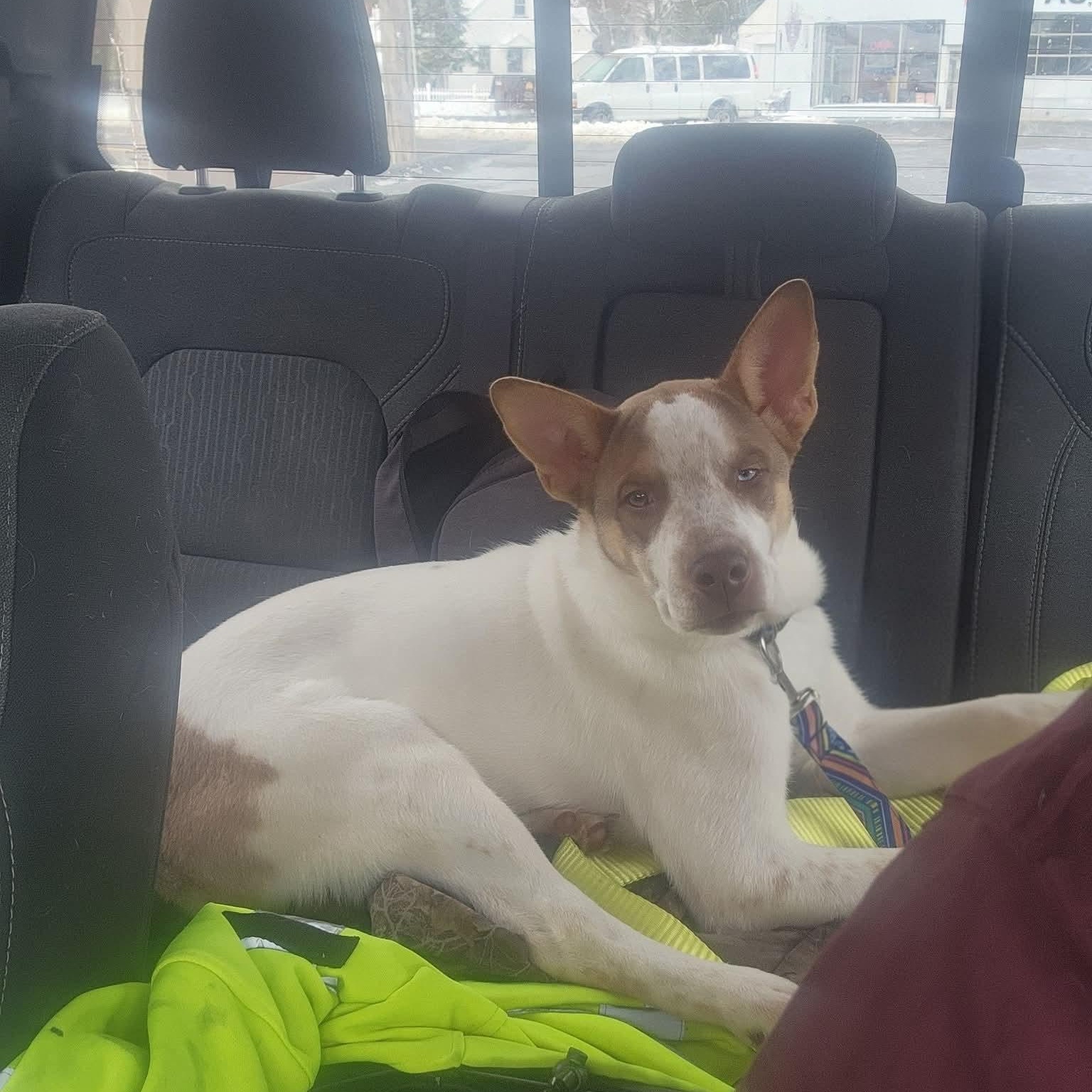 Baxter, a ADOPTABLE mixed breed in East Peoria, IL image 4/5