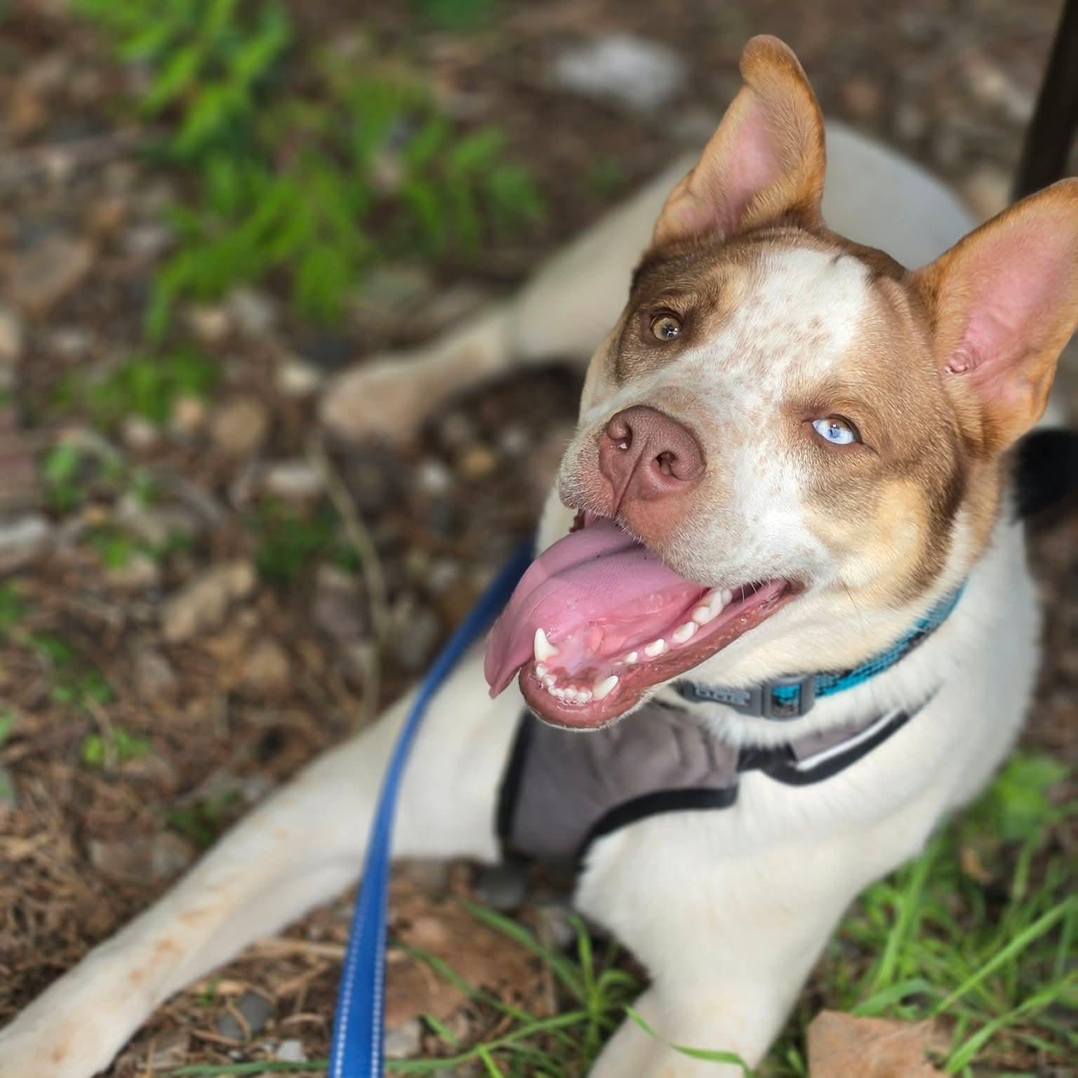 Baxter, a ADOPTABLE mixed breed in East Peoria, IL image 2/5