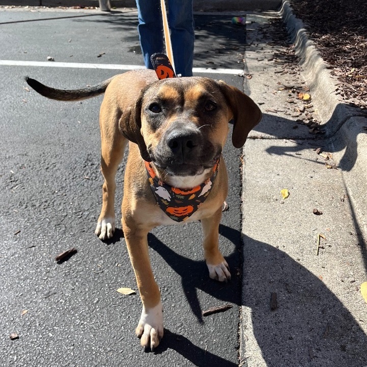 Enlarge Ginger, a Adoptable mixed breed in Reidsville, NC image 1/1