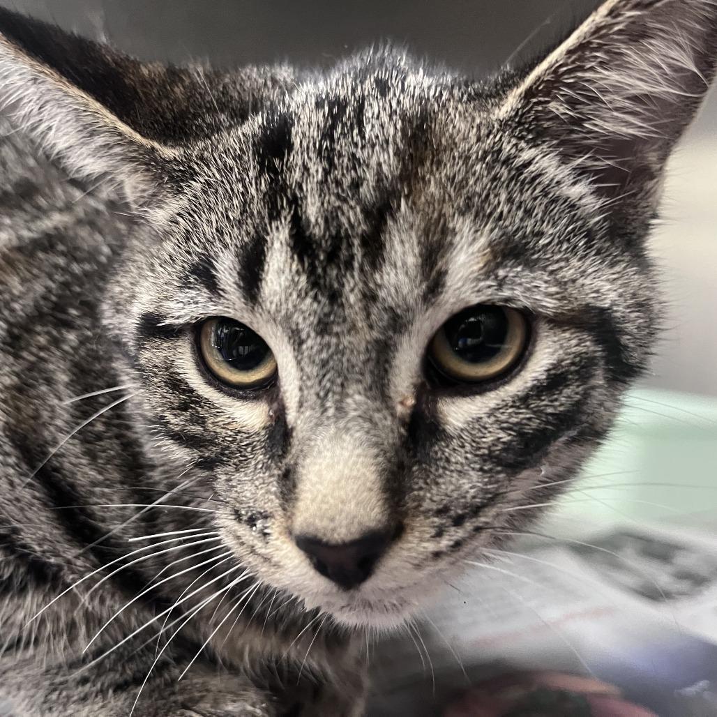 Enlarge Guppy, a Adoptable Domestic Short Hair in Auburn, AL image 1/1