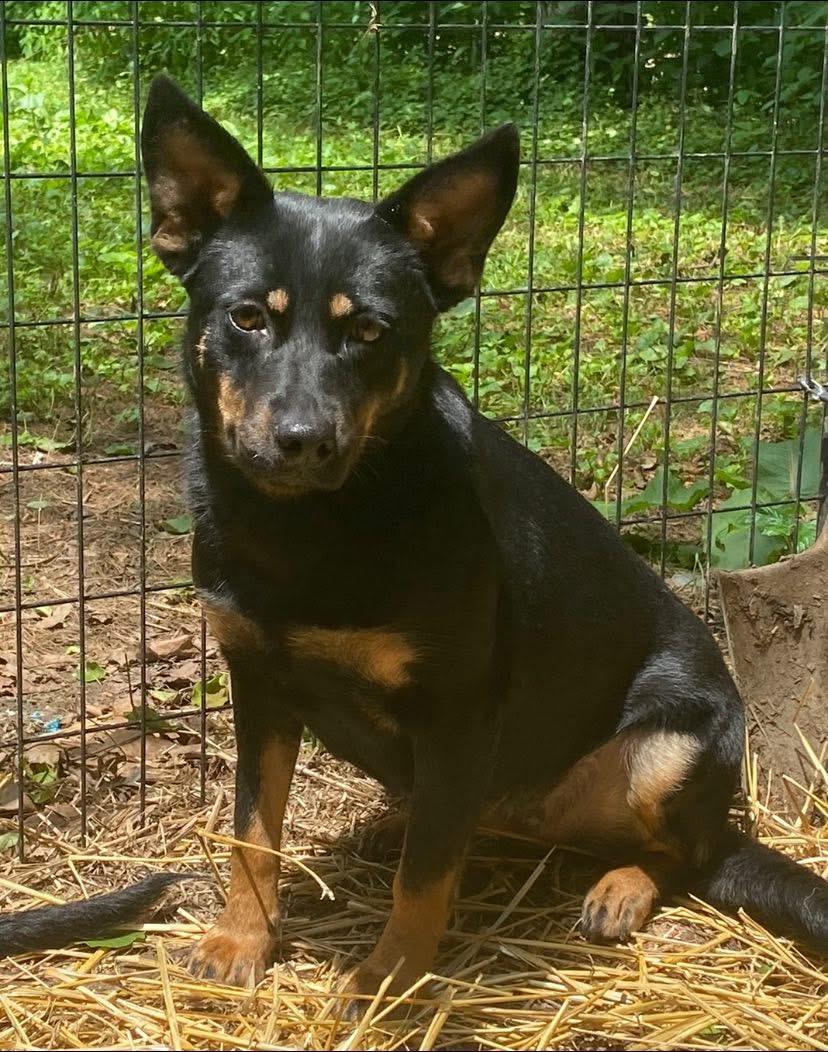 Midnight thumbnail 3