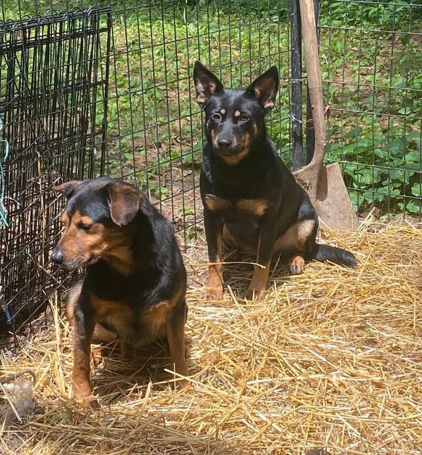 Midnight thumbnail 4