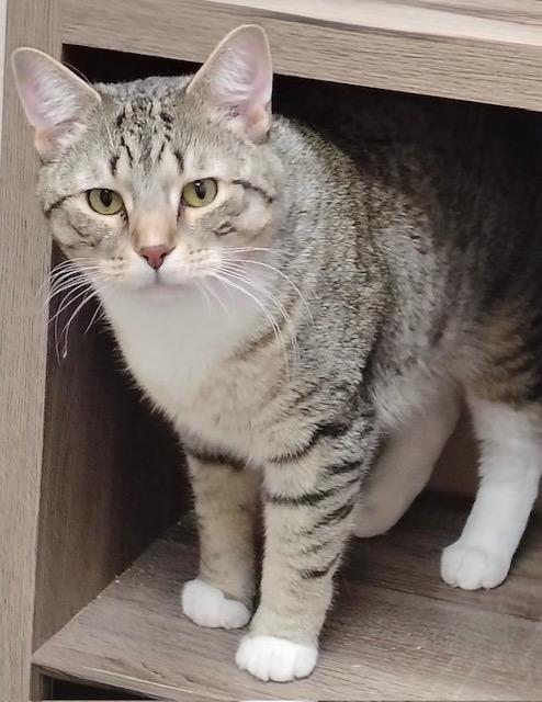 Buddy Bud, a Adoptable Domestic Short Hair in Great Falls, MT image 2/2