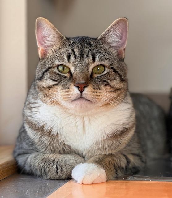 Buddy Bud, a Adoptable Domestic Short Hair in Great Falls, MT image 1/2