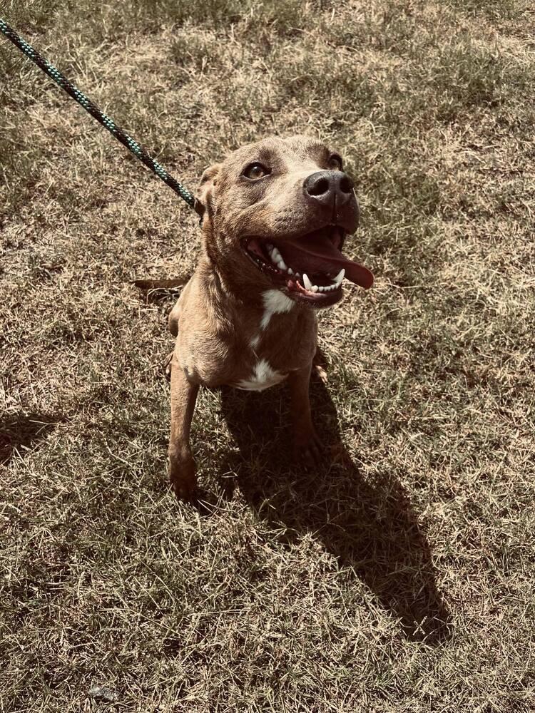 Jason, a Adoptable mixed breed in Scott, LA image 1/5