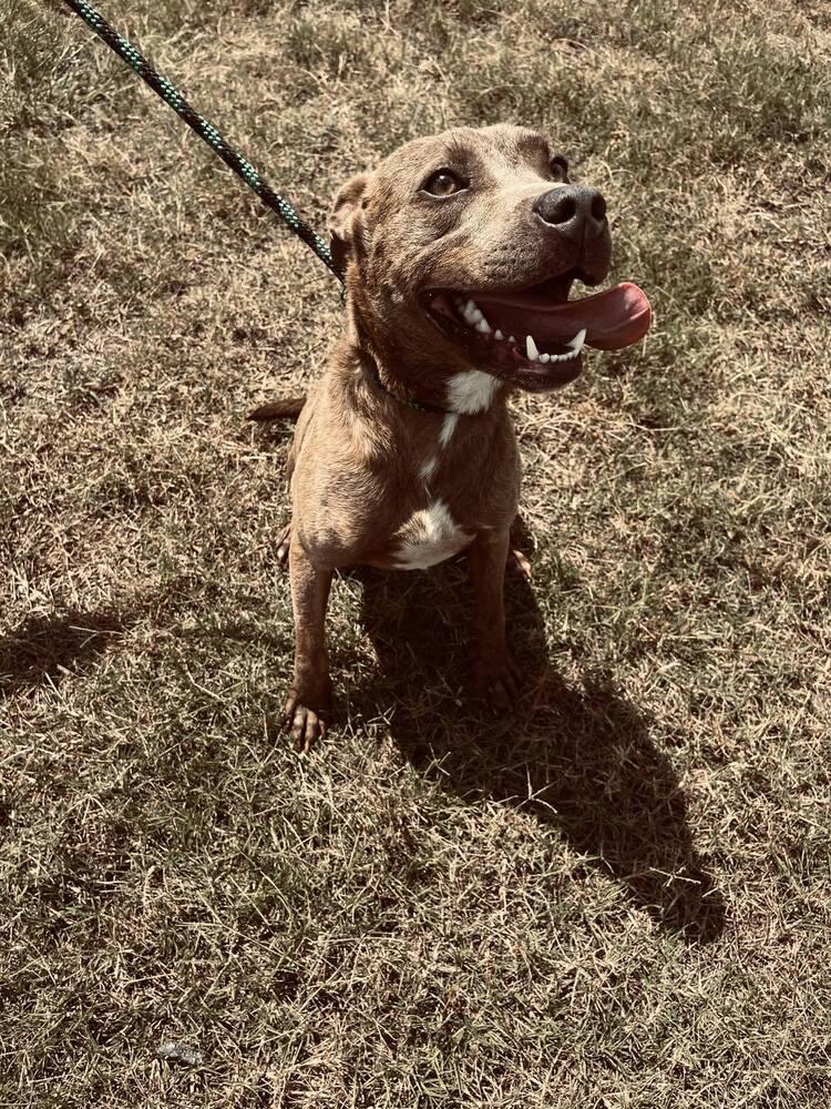 Jason, a Adoptable mixed breed in Scott, LA image 2/5