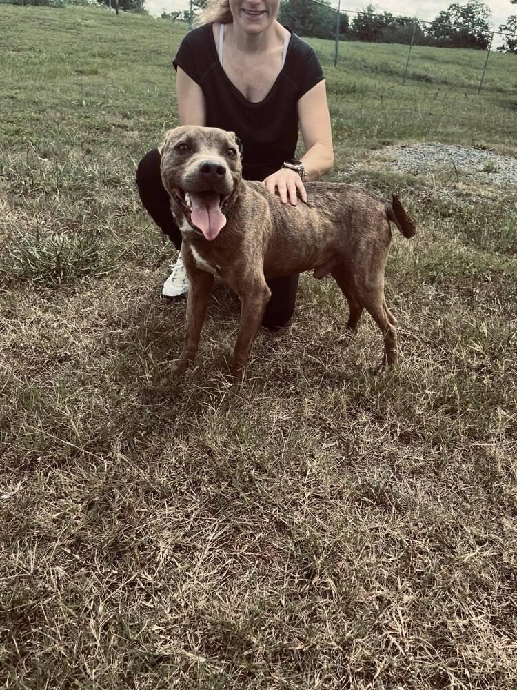 Jason, a Adoptable mixed breed in Scott, LA image 5/5