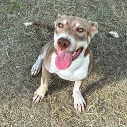 Sugar, Adoptable, Young Female Shepherd.