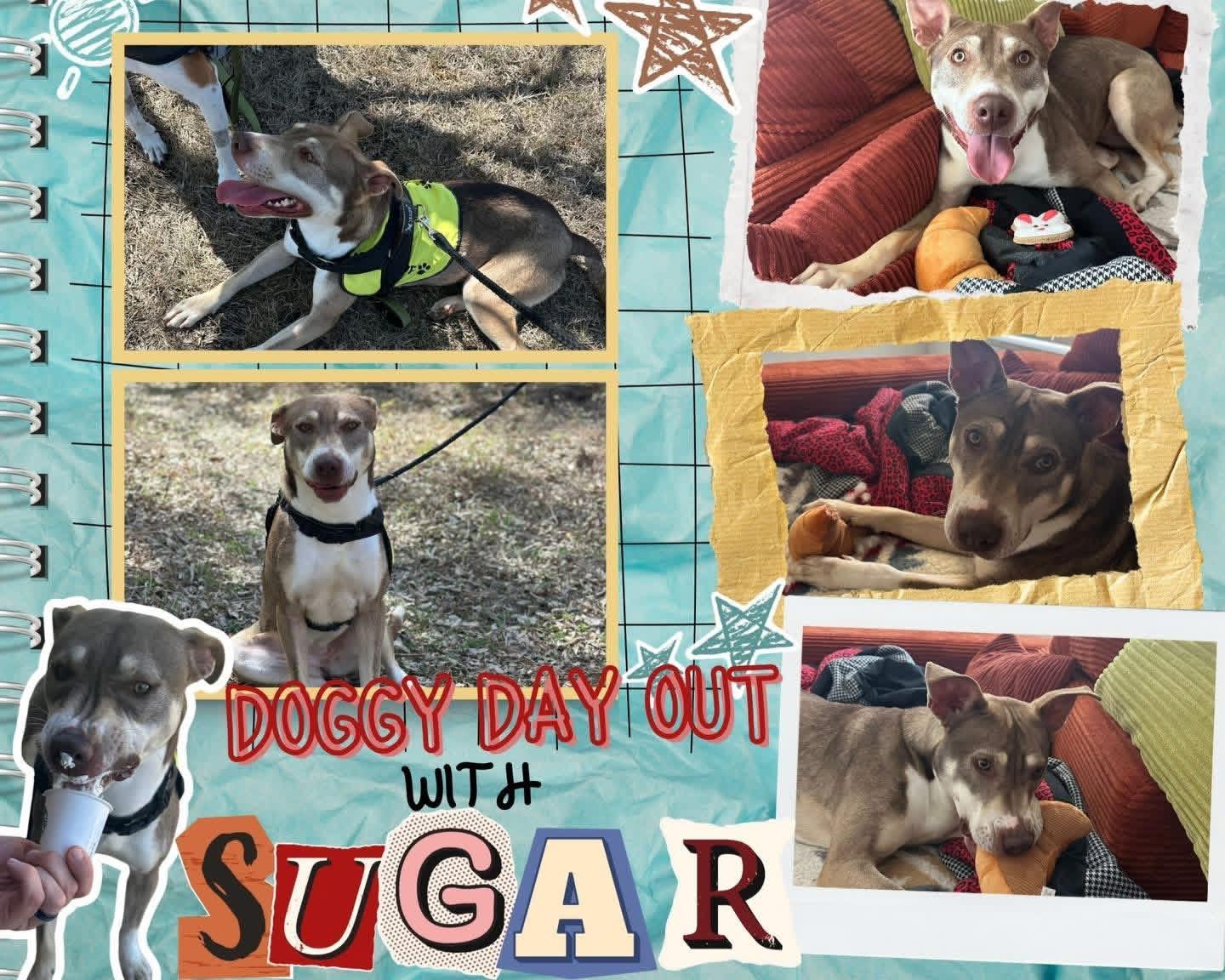 Sugar, Adoptable, Young Female Shepherd.