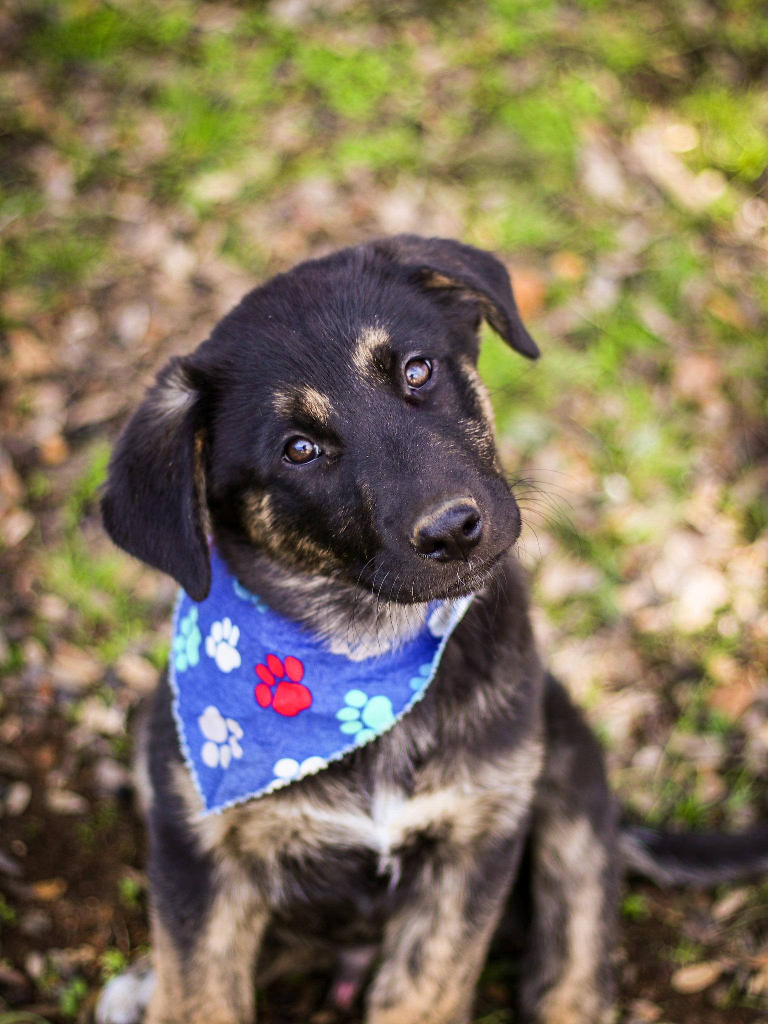 Dustin, an adopted mixed breed in Temecula, CA image 4/6