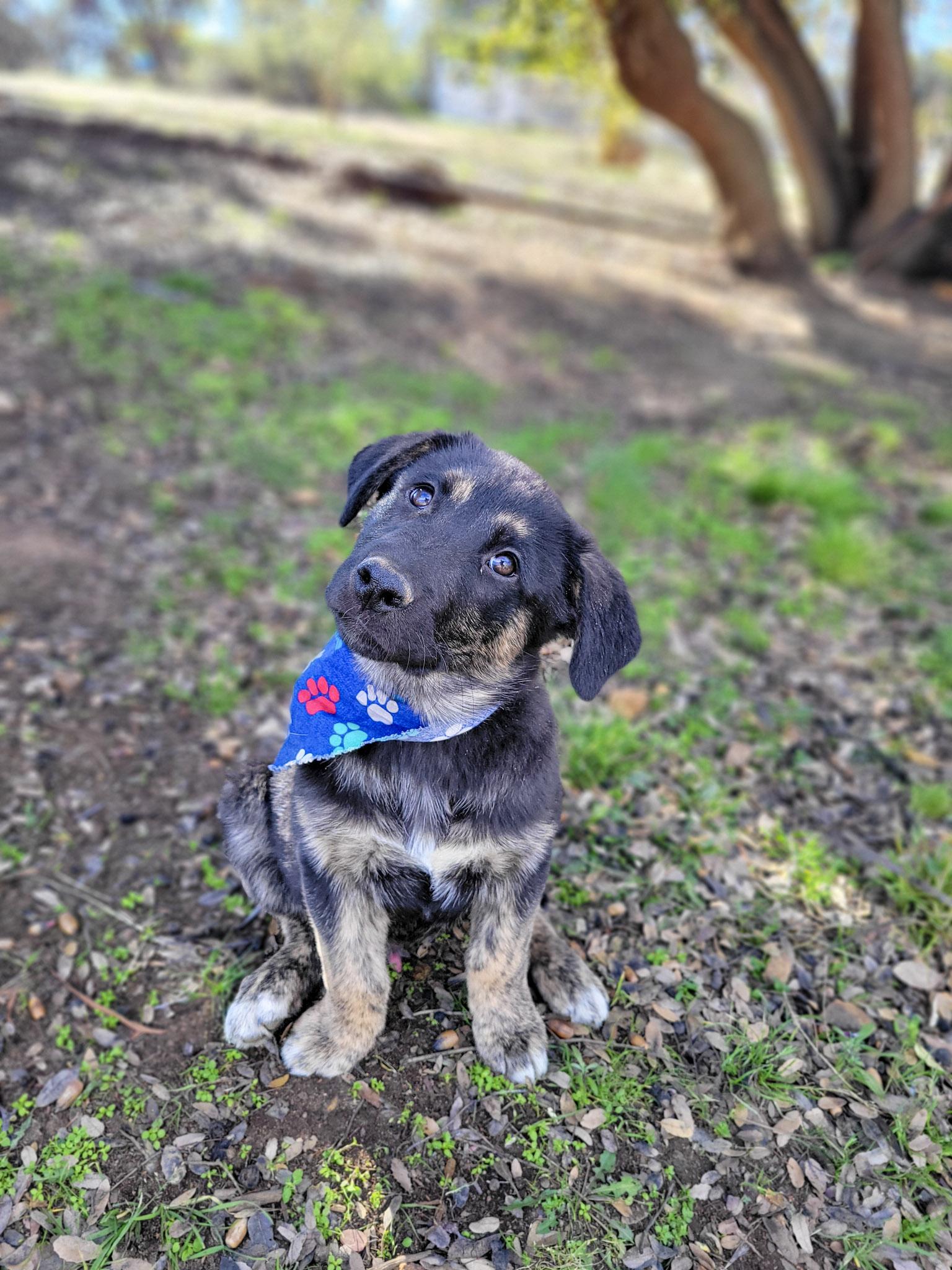 Dustin, an adopted mixed breed in Temecula, CA image 6/6
