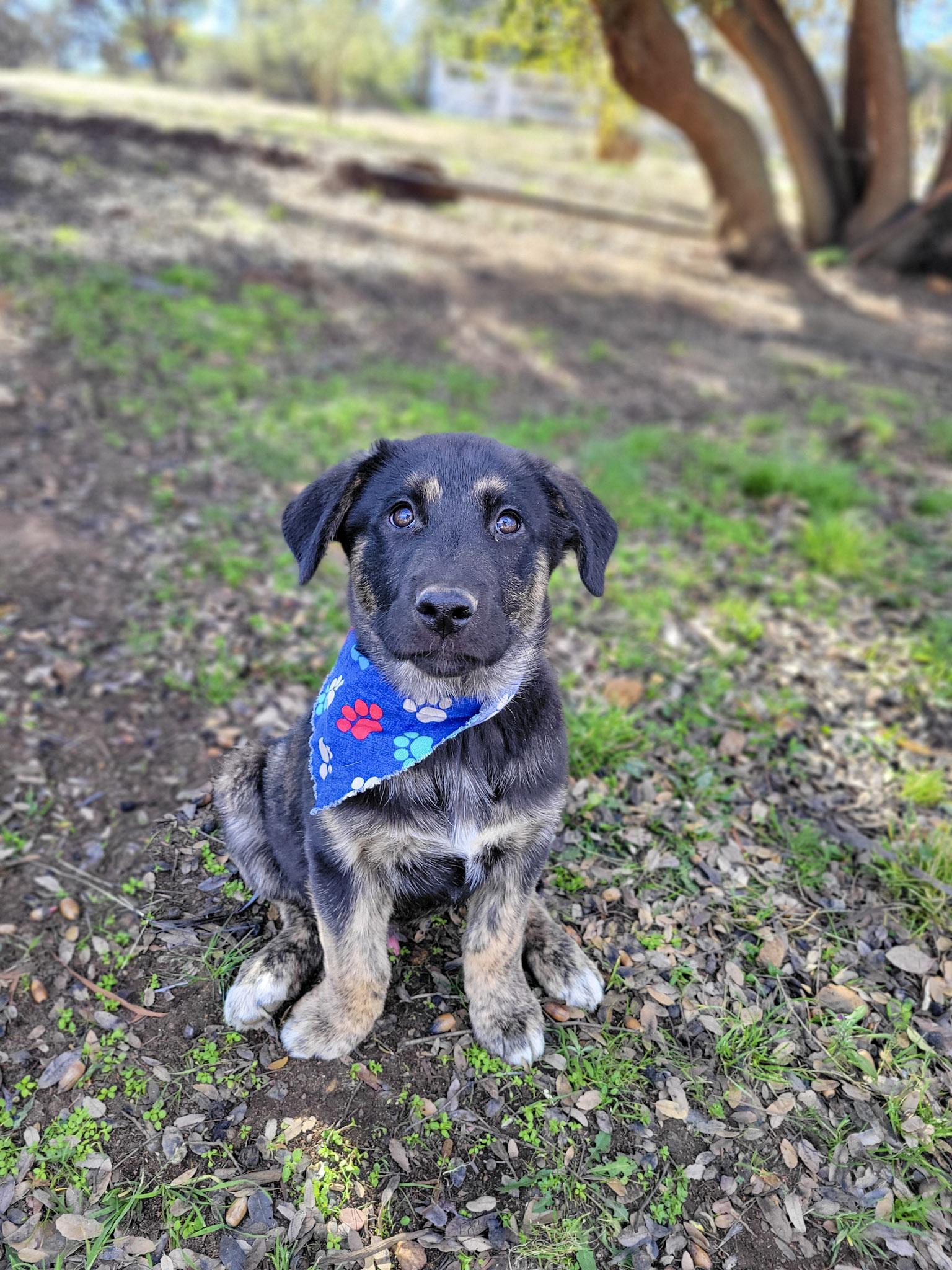 Dustin, an adopted mixed breed in Temecula, CA image 1/6