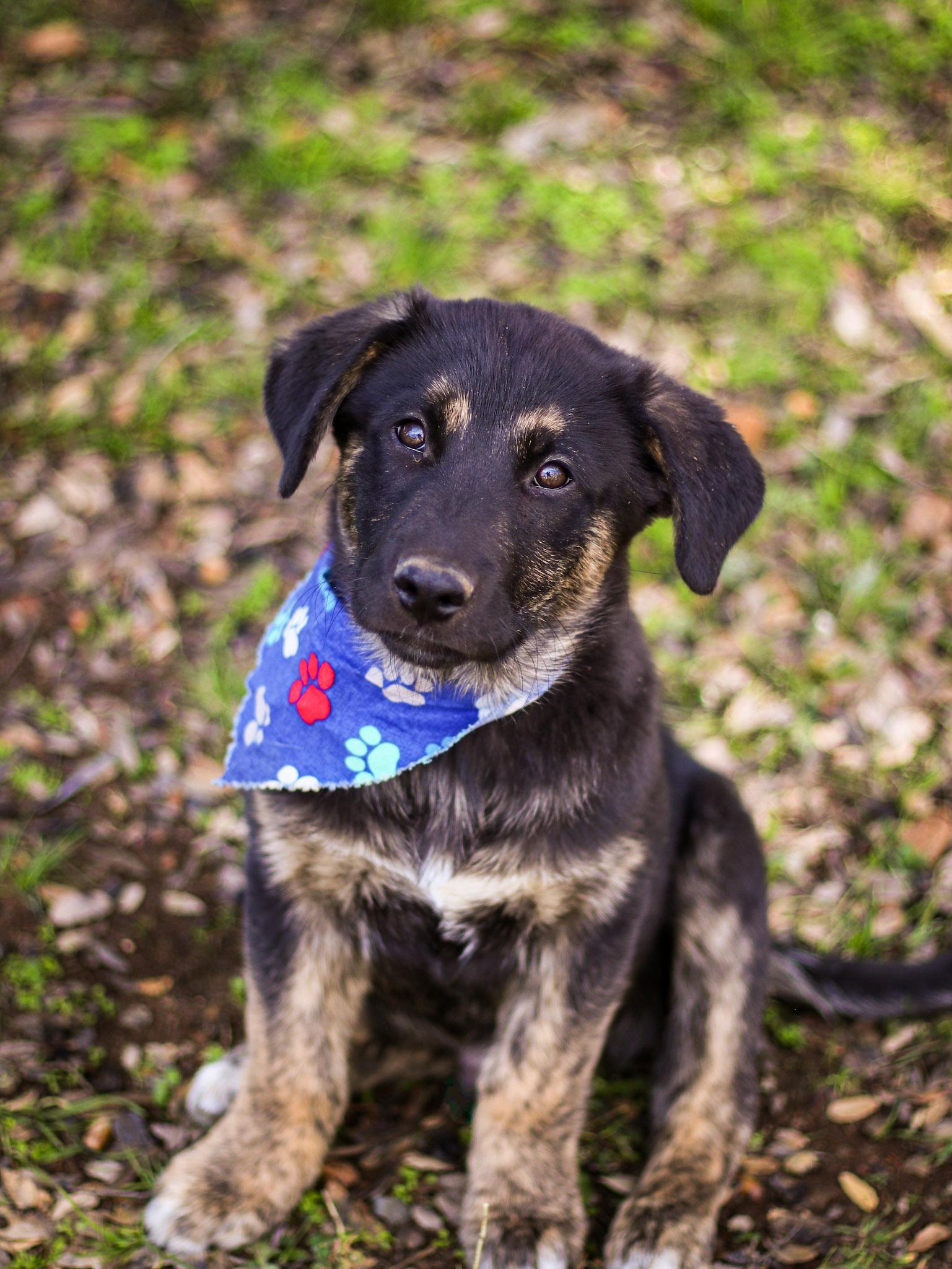 Dustin, an adopted mixed breed in Temecula, CA image 5/6