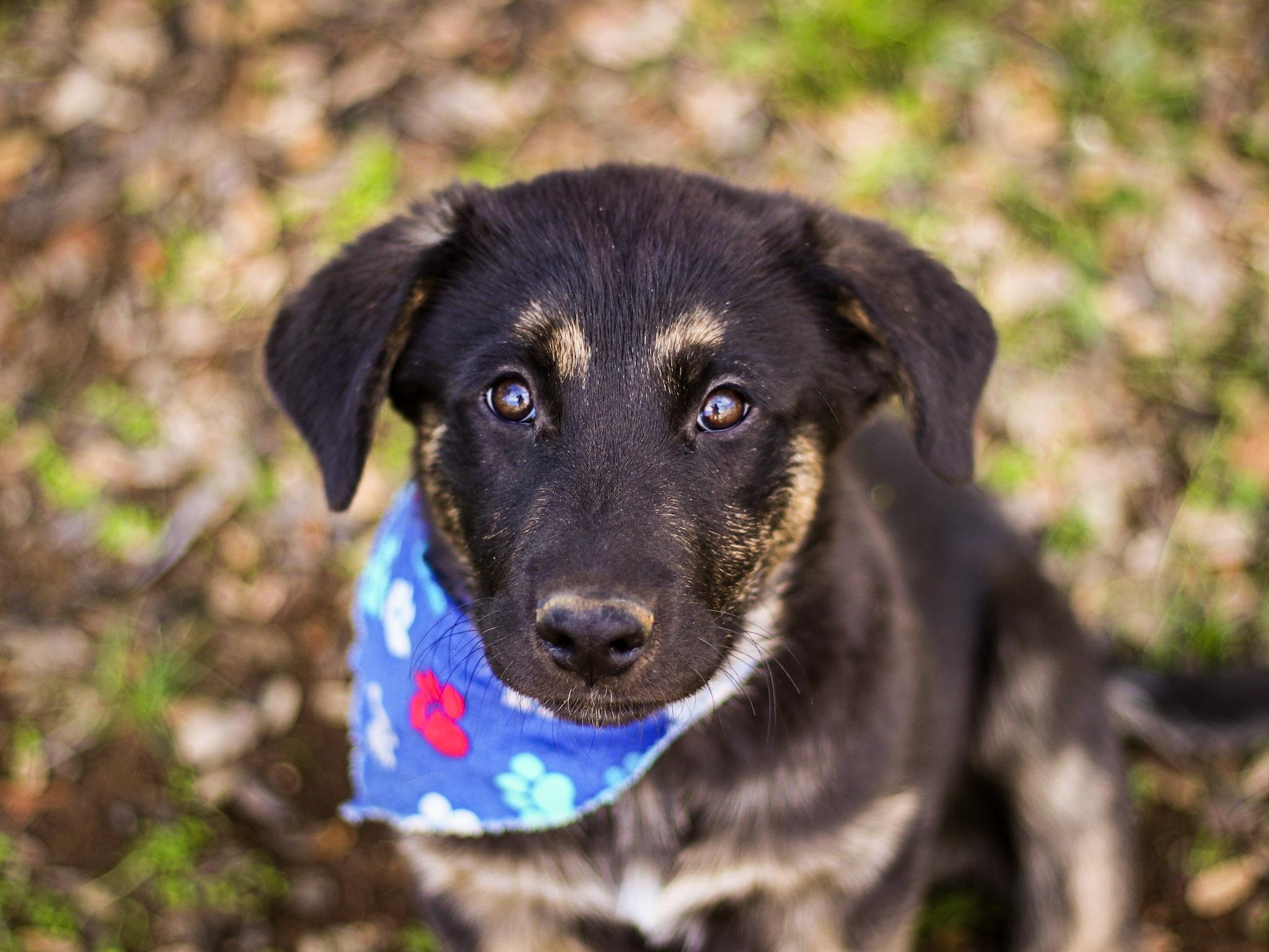 Dustin, an adopted mixed breed in Temecula, CA image 3/6