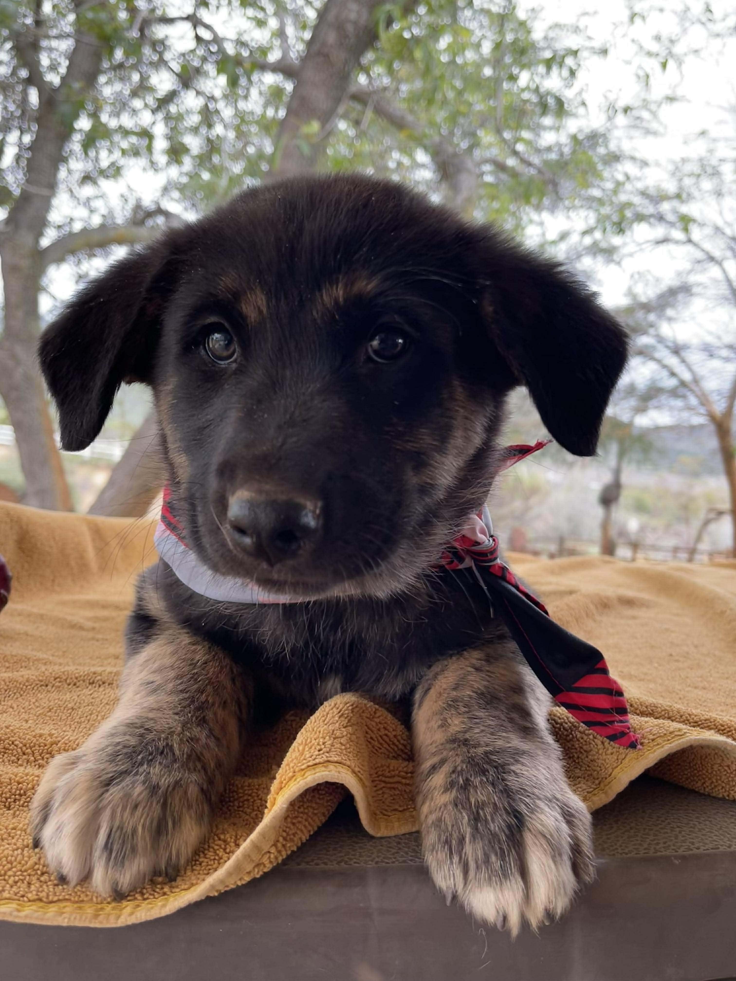 Dustin, an adopted mixed breed in Temecula, CA image 2/6