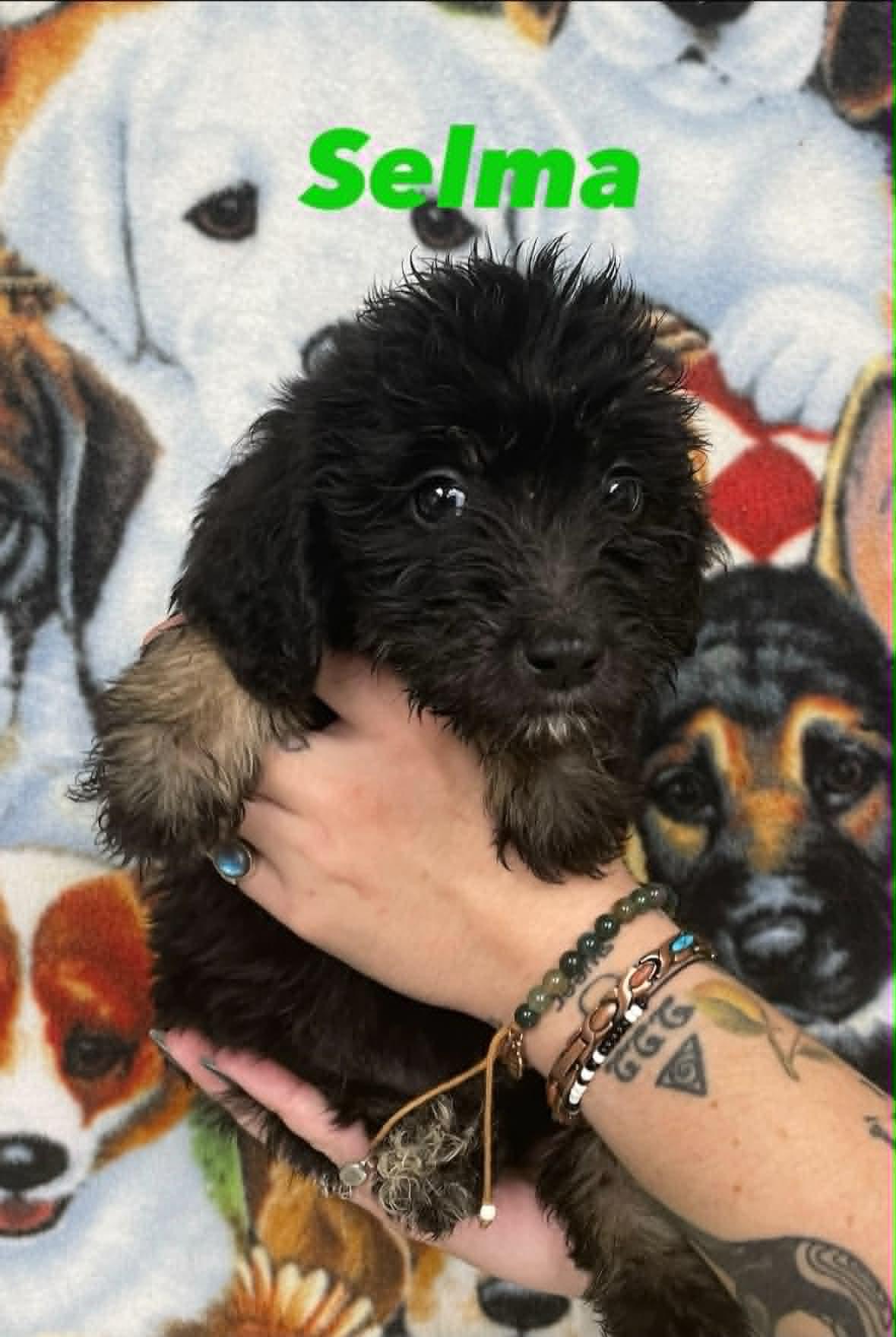 Selma, ADOPTABLE, Puppy Female Goldendoodle & Shepherd.