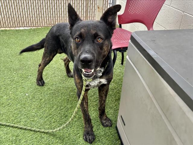 LUCKY, Adoptable, Adult Male Dutch Shepherd & Pit Bull Terrier.