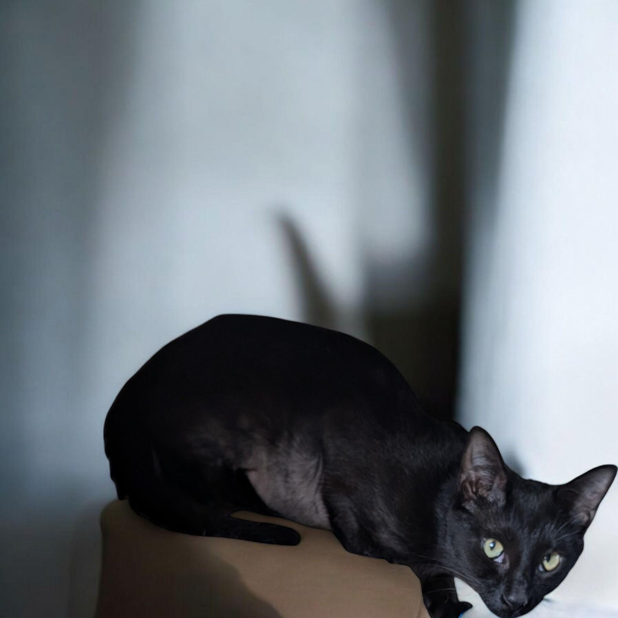 Duke CT, Young Male Domestic Short Hair