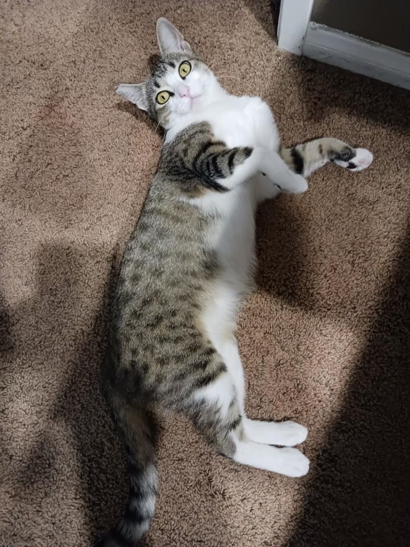 Enlarge Hadley, a Adoptable Domestic Short Hair in Oceanside, CA image 12/16