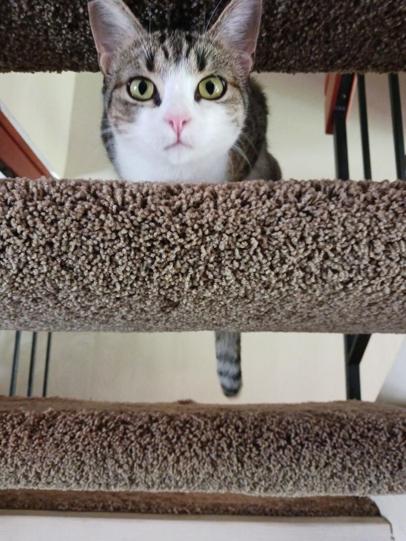 Hadley, a Adoptable Domestic Short Hair in Oceanside, CA image 1/16